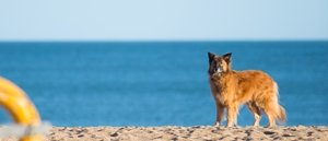 dog_on_beach_1.jpg