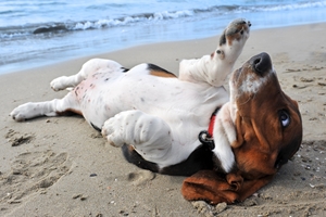 dog_on_beach_2.jpg